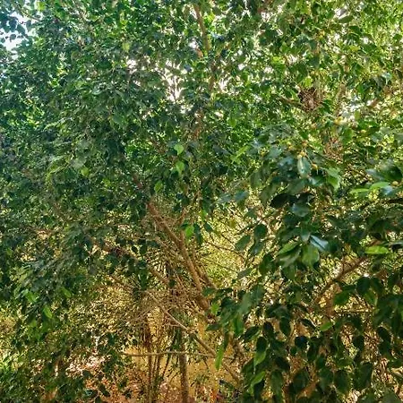 Almadita Apartmán Almada